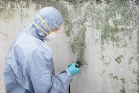 Best Black Mold Removal  in Wyoming, MN